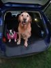 Kegel-Blazusiak Dexter M csomagtér védőhuzat kutyáknak